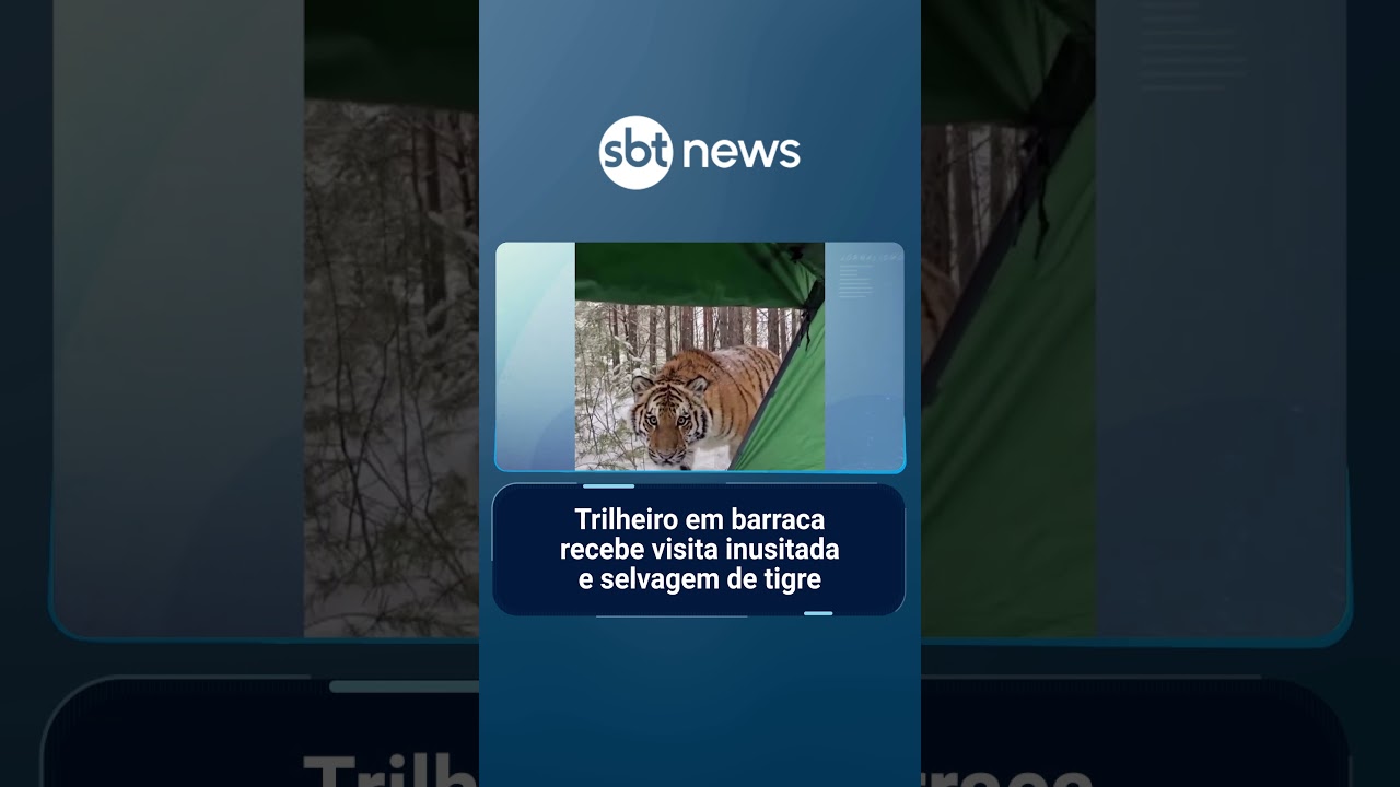 Trilheiro em barraca recebe visita inusitada e selvagem de tigre | SBTManhã
