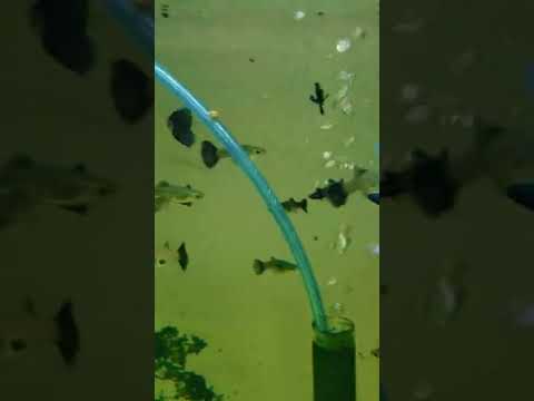 @joliverguppies | J. Olivers guppies & aquatics | fishfam.link