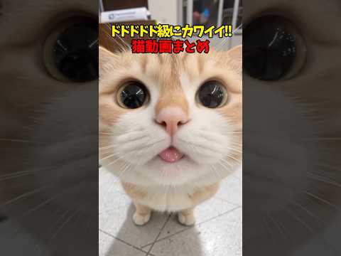 猫の動画サムネイル - ド級に可愛い！ #猫 #cat #cats #cute