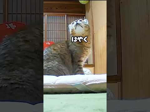 どうしてもお母さんと一緒に寝たい元野良猫の行動がかわいい♡ #元野良猫 #添い寝 #甘えん坊