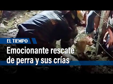 Emocionante rescate de perra y sus crías de un tubo de desagüe en lote de Villavicencio | El Tiempo
