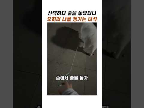 산책하다 줄을 놓았더니 강아지 반응 #<strong>귀여운강아지</strong> #사모예드 #댕댕이