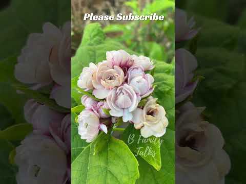🌿 Have You Ever Seen Such Mesmerizing Mysore Malli Flowers? 🤩✨