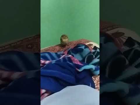 ghar k atmosphere m shyad ye survive nehi kr rehi thi. mrne ki acting thi toh socha leave on kr du?