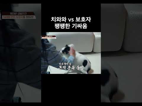치와와 vs <strong>보호자</strong> #개와늑대의시간2 #개늑시2