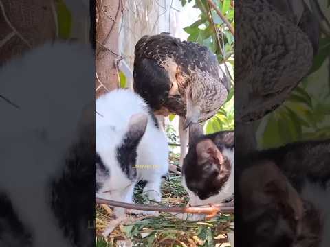 video of an eagle from baby to flying