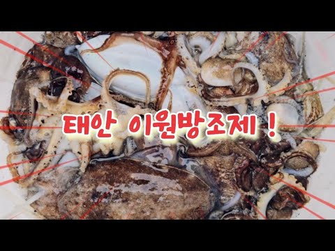 10월 30일 태안 이원 방조제 갑오징어 쭈꾸미 제가 다 잡아 왔습니다 