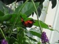 Chicago Butterfly Museum 7 19 09