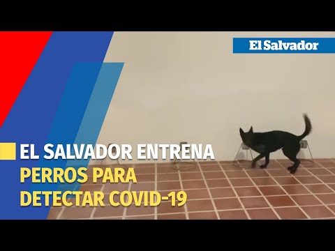 El Salvador entrena perros para detectar el COVID-19