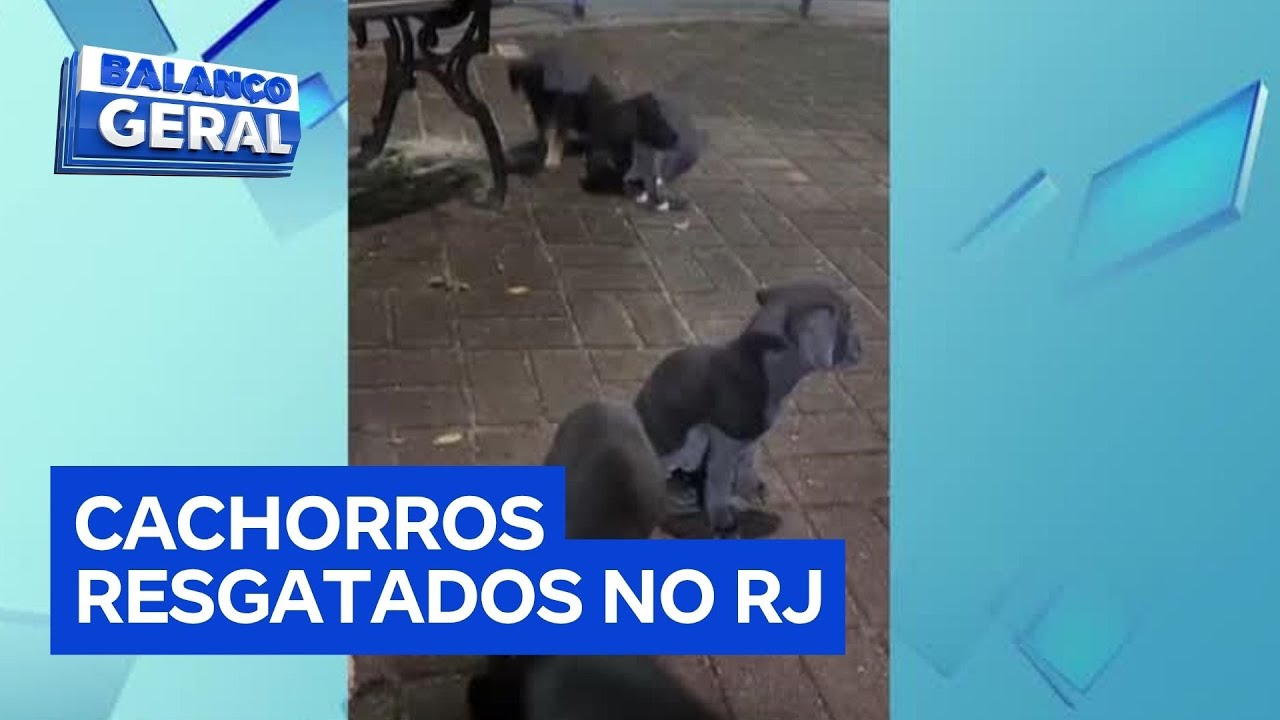 Sete filhotes de cachorro são abandonados e resgatados por bombeiro no Rio de Janeiro