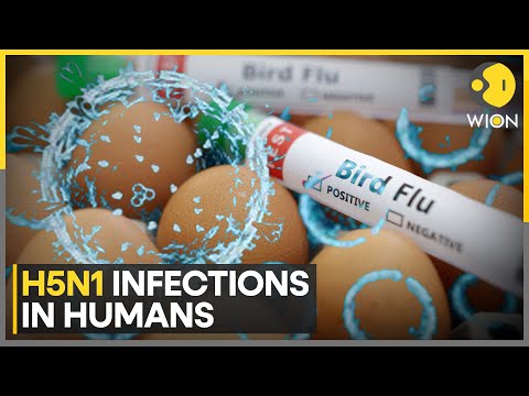 H5N1 Bird Flu Outbreak: CDC Emphasises Strict Biosecurity Measures To Manage HN1 Spread | WION