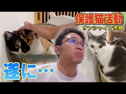 【保護猫活動】遂にサンシャイン池崎さんが新入りブルボンの念願の頭なでを!