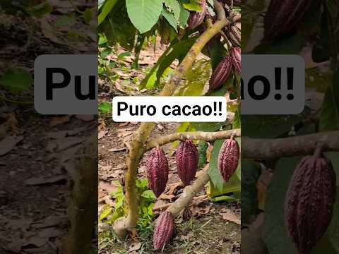 IMPRESIONANTES ÁRBOLES de #cacao en #ecuador #mitaddelmundo #agricultura #frutas  #viajandoconnervo