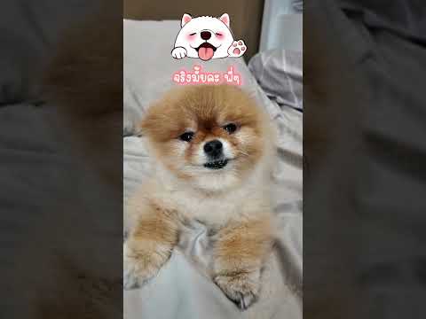 #dogshorts #pomeranian #doggielife #pets