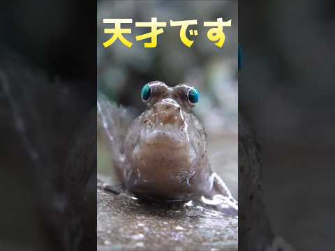 どーもトビハゼです😊可愛さは天才的なユニークな魚です、よろしくお願いします🙂↕️