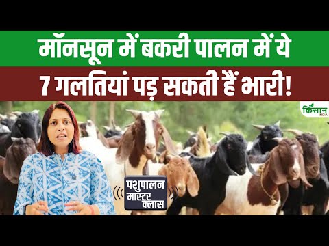 Monsoon में बकरियों की देखभाल कैसे करें? ये 7 गलतियां जानवर की जान ले सकती हैं!। Goat Farming