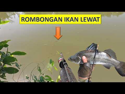 Nah ini dia musim kemarau yang ditunggu saat ikan musim ikan tiba