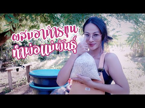 วิธีผสมอาหารขุนต่อ-ก่อนเข้าฝัก วิธีผสมอาหารขุนต่อ-ก่อนเข้าฝัก