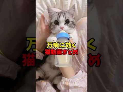 猫の動画サムネイル - これぞ万能薬☺️ #猫 #cat #cats #cute