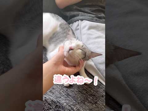 弟のことが大好きな猫#猫 #保護猫 #捨て猫