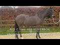 Cheval de dressage Talented dressage gelding with the sweetest character