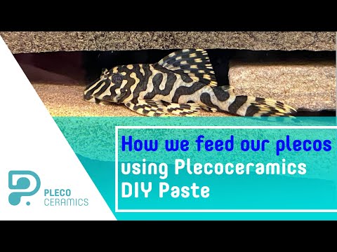 How we feed our plecos using Plecoceramics DIY Pas The advantages of using the Plecoceramics approach of feeding plecos 
1. The ingredients we use are 