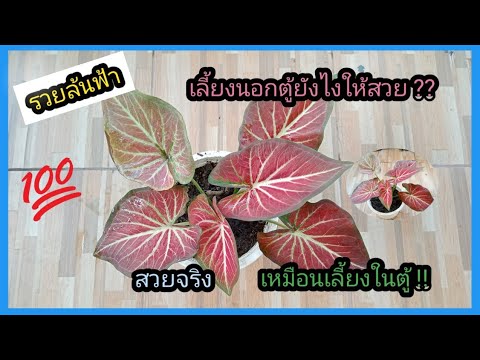 รีวิวการเลี้ยงบอนสีรวยล้นฟ้านอ