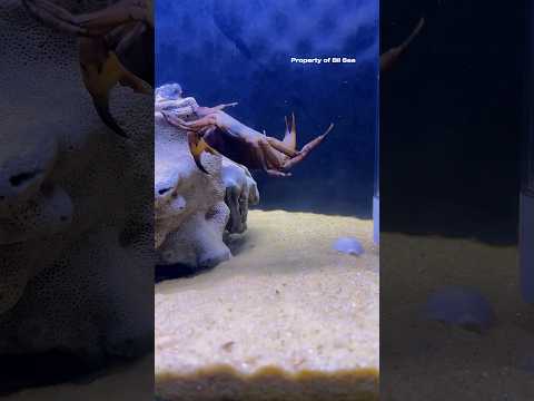 Mantis Shrimp Hard Punch #mantisshrimp