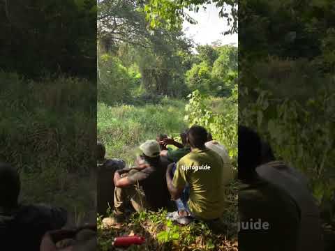 Forest Elephant approach and encounter during guides training in Uganda