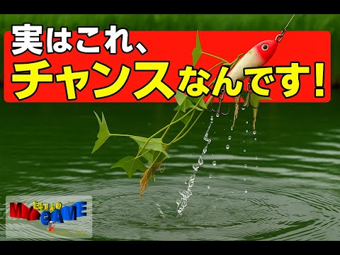 野池陸っぱりでコバス連発！ミスキャストがチャンスに変わる「ウィードミキシングシャワー」解説　～まるりんのMY GAME～みんなのバス釣りネット