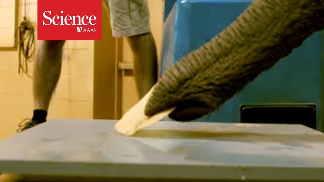 How Does An Elephant's Trunk Work?