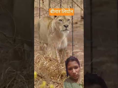 बीमार लियोन #animals #YouTube shorts viral short#trending shorts