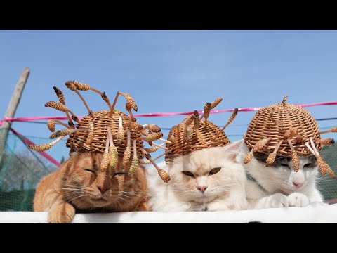 猫の動画サムネイル - つくし帽子　のせ猫　2025　250507
