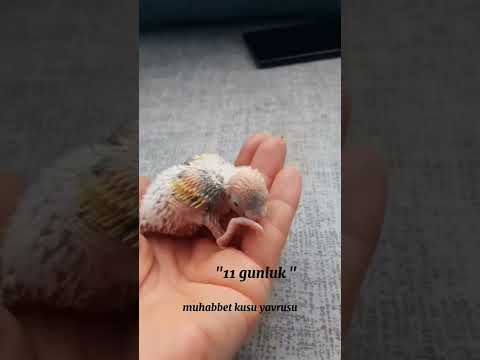 11 gunluk muhabbet kuşu #muhabbetkuslari#muhabbetkuşuyavrusu