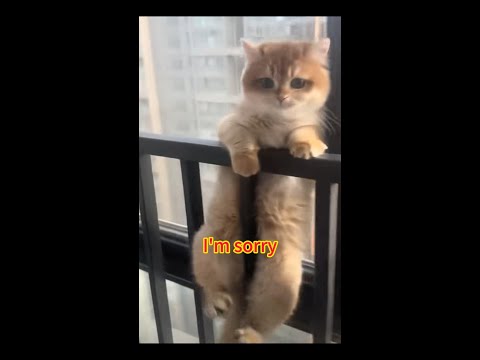 I'm sorry#cat #shorts #funny #subscribe