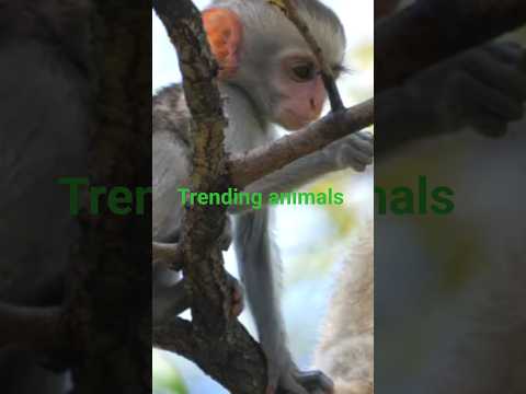 shorts #wildlife #animalshorts #cat #discovery