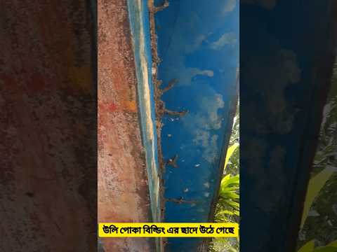 উইপোকার ভয়ংকর রূপ #viral #danger #realformweeinsect #terribleactweeinsect #insecteatinghouse