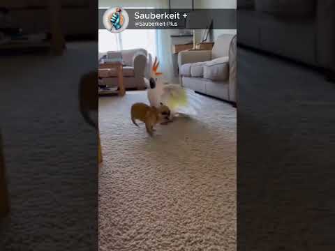 Chihuahua’s worst nightmare 😂