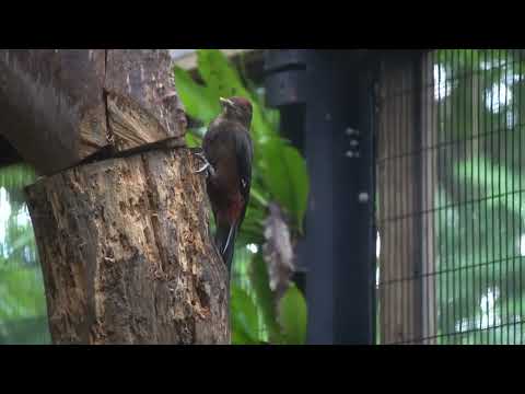 国の特別天然記念物「ノグチゲラ」の展示が始まる