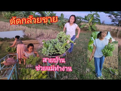 พาสายป่านไปตัดกล้วยขายสายป่าน