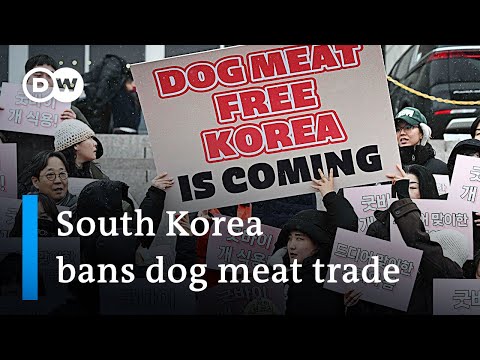 Eating and selling dog meat is to become illegal in South Korea | DW News
