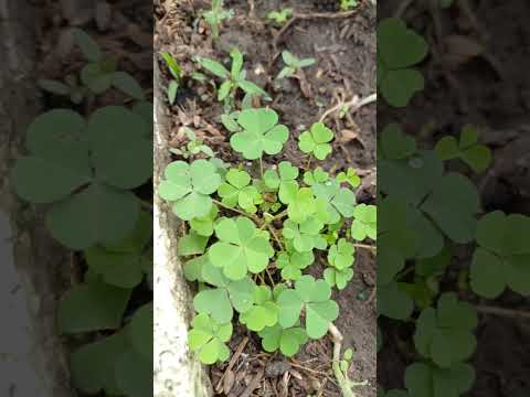 oxalis 🪴 || #garden #terrace #trending #shorts #fyp #plants #vegetables #yt