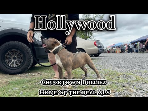 Hollywood of Chucktown Bulliez