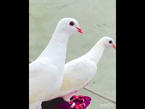 White 🤍 Kabootri ❤️💕💕🎶 #haryanvisong #haryanvi #dance #viral #pigeon #kabootarba #kabutar #birds