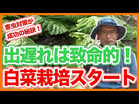 家庭菜園や農園の白菜栽培は出遅れが致命的！8月から始める栽培と害虫対策と白菜の育て方！【農家直伝】