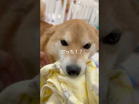 撫でられたいけどタオルは取られたくないらしい。 #柴犬 #犬 #犬のいる生活