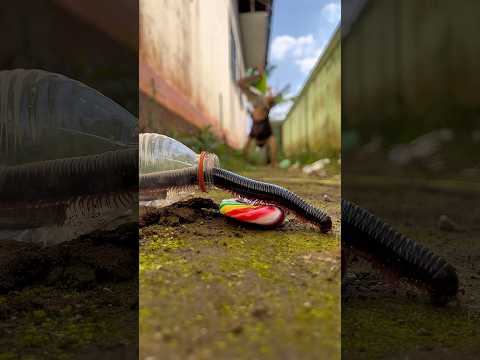 Angry, no matter what I have to do, I'll do it, as long as that millipede gets out of this egg