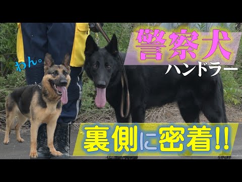 警察犬ハンドラー裏側に密着！！【千葉県警察公式チャンネル】