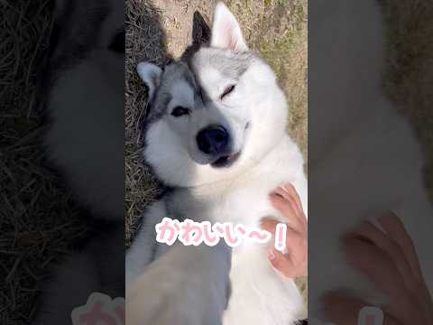 ドッグランで立派なへそ天を披露するハスキー #シベリアンハスキー #ハスキー #ハスキー犬