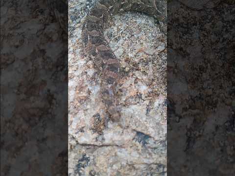 Big Monster #viral #shorts